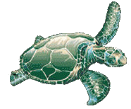 Turtle Logo